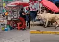 Un toro de gran tama�o genera p�nico frente al mercado San Pedro de Lur�n