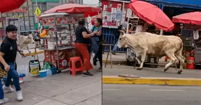 Toro suelto en la calle alter� la tranquilidad de los comerciantes.