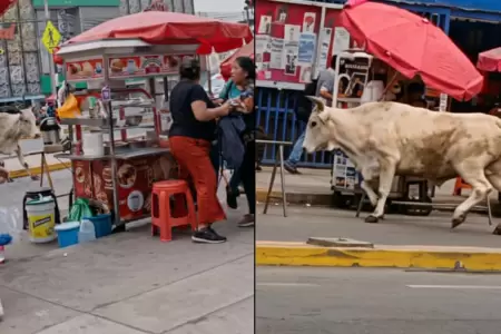 Toro suelto en la calle alter� la tranquilidad de los comerciantes.