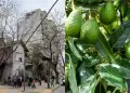 Tragedia en Argentina: reci�n nacido de solo 12 d�as falleci� tras ser impactado por una palta en la cabeza