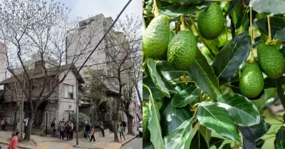 Palta provoc� la muerte de un reci�n nacido en Argentina.