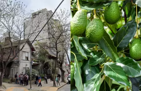 Palta provoc� la muerte de un reci�n nacido en Argentina.
