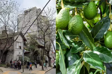 Palta provoc� la muerte de un reci�n nacido en Argentina.
