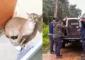 Madre de Dios: rescatan a puma juvenil que ingres� a una vivienda y lo devuelven a su h�bitat natural