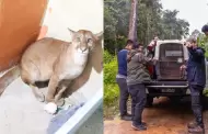 Madre de Dios: rescatan a puma juvenil que ingres� a una vivienda y lo devuelven a su h�bitat natural