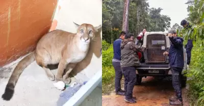 Rescatan a puma juvenil que ingres� a una casa de Madre de Dios