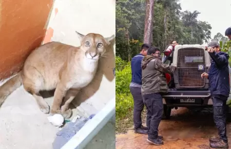 Rescatan a puma juvenil que ingres� a una casa de Madre de Dios
