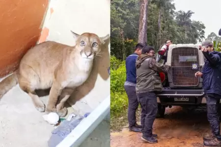 Rescatan a puma juvenil que ingres� a una casa de Madre de Dios
