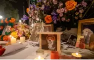 D�a de Muertos de las mascotas: �por qu� se cree que los animales fallecidos regresan a casa este 27 de octubre?