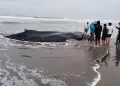 Ballena joven queda varada en playa de Arequipa: vecinos intentan salvarla tras su delicado estado