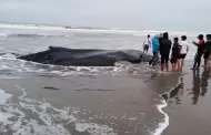 Ballena joven queda varada en playa de Arequipa: vecinos intentan salvarla tras su delicado estado