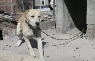 Congreso: proponen penas de hasta 10 años de cárcel para responsables de actos de crueldad animal
