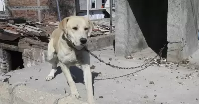 Maltrato animal podr�a ser penado con 10 a�os de c�rcel.
