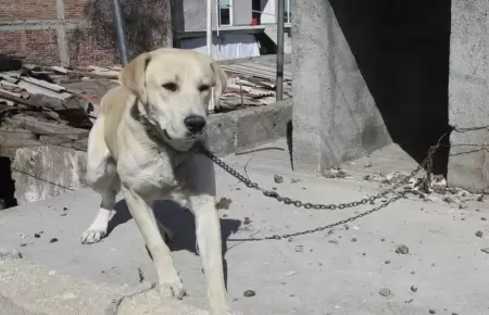 Maltrato animal podr�a ser penado con 10 a�os de c�rcel.