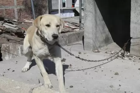 Maltrato animal podr�a ser penado con 10 a�os de c�rcel.