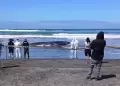 Arequipa: ballena de 15 metros muere tras permanecer varada m�s de 24 horas en la playa Motobomba