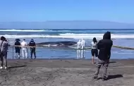 Arequipa: ballena de 15 metros muere tras permanecer varada más de 24 horas en la playa Motobomba