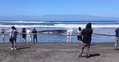 Ballena varada en Arequipa muri�