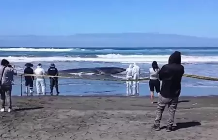 Ballena varada en Arequipa muri�