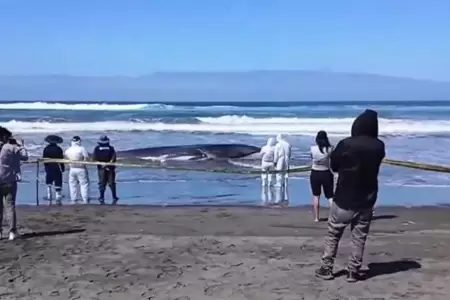 Ballena varada en Arequipa muri�