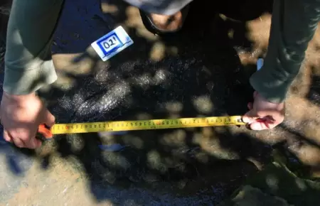 Descubrimiento paleontol�gico