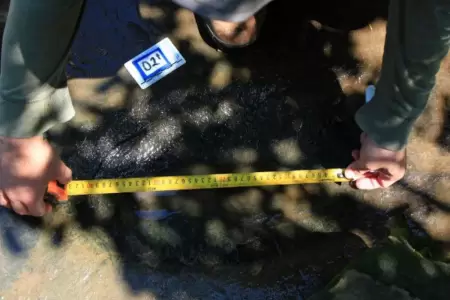 Descubrimiento paleontol�gico