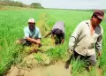 Arroceros de Ucayali podr�an ir a paro durante la visita del papa Le�n XIV: productores denuncian crisis